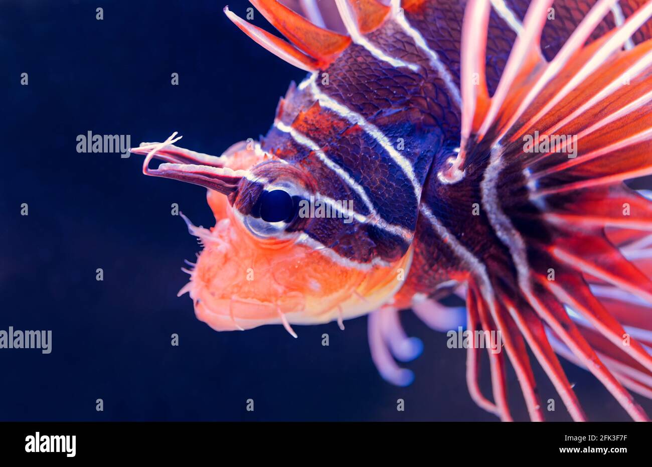 Nahaufnahme eines Clearfin-Löwenfisches (Pterois radiata) Stockfoto