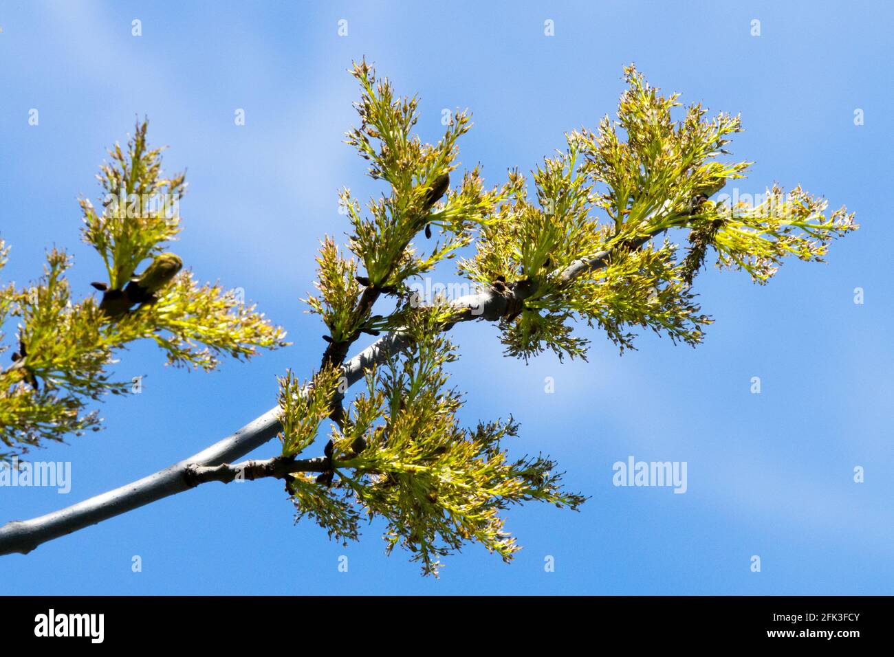 Esche blüht im Frühling im Fraxinus excelsior Stockfoto