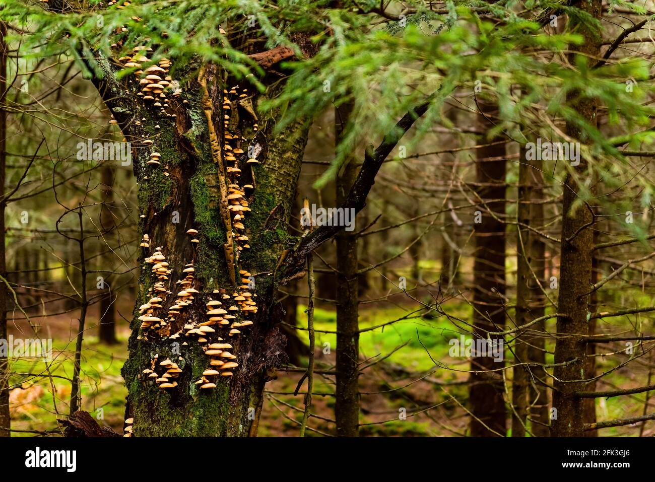Ein moosiger Stamm eines Baumes voller Pilze auf der Rinde in einem tiefen Wald in einem Tafelberg. Natürlicher Hintergrund, horizontales Foto Stockfoto