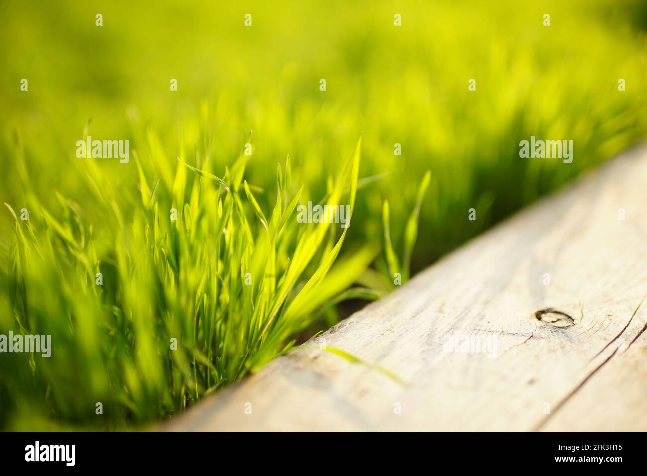 Alte Holzbrett mit frischem grünen Gras in einem sonnigen Federfeld Stockfoto