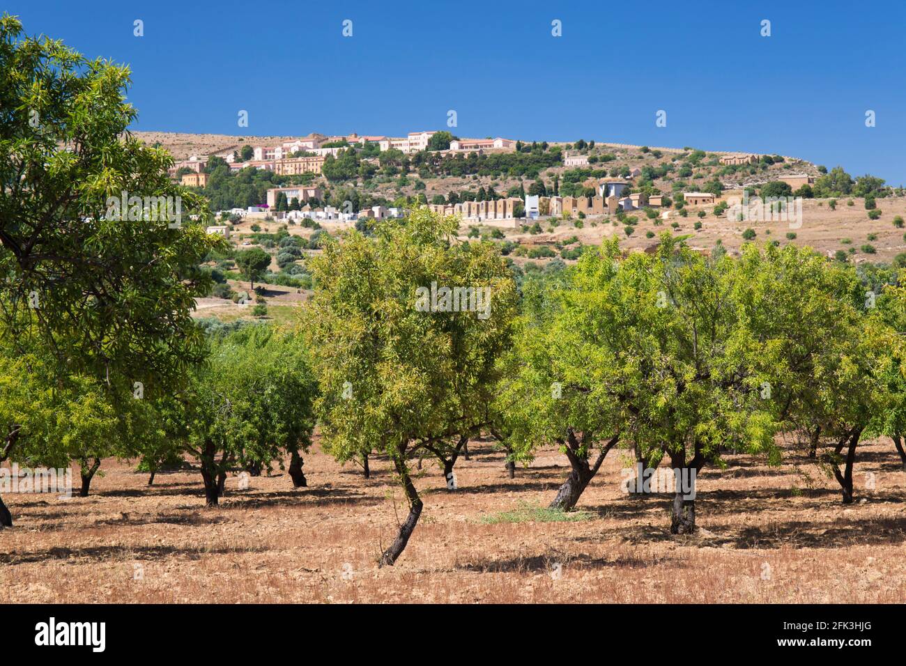 Agrigento, Sizilien, Italien. Mandelbäume in landwirtschaftlicher Landschaft neben der Via Sacra, Tal der Tempel. Stockfoto