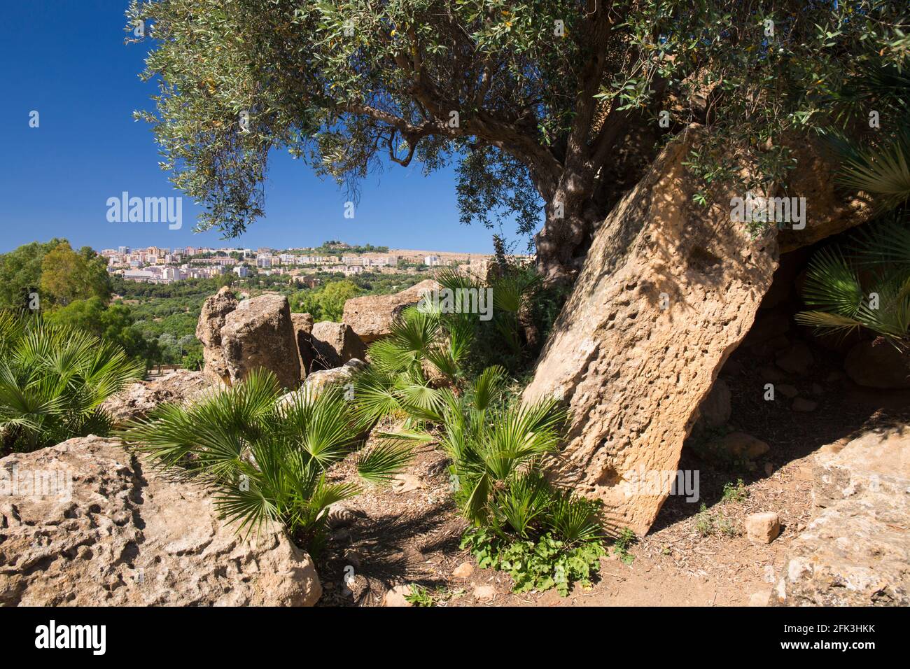 Agrigento, Sizilien, Italien. Europäische Fächerpalmen, Chamaerops humilis, wächst zwischen archäologischen Resten, Tal der Tempel. Stockfoto