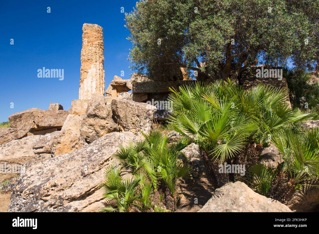 Agrigento, Sizilien, Italien. Europäische Fächerpalmen, Chamaerops humilis, wachsen unter dem Tempel der Herakles, Tal der Tempel. Stockfoto