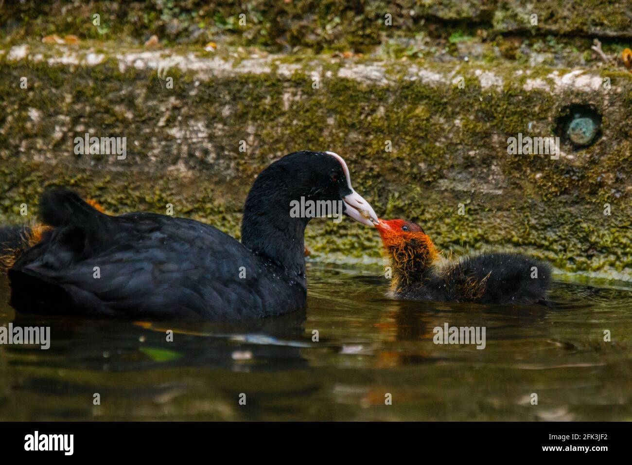 Wapping Canal, London, Großbritannien. April 2021. Die Fütterung von Coot ist ein Baby Cootie auf einem städtischen Kanal in Wapping, East London. Amanda Rose/Alamy Stockfoto
