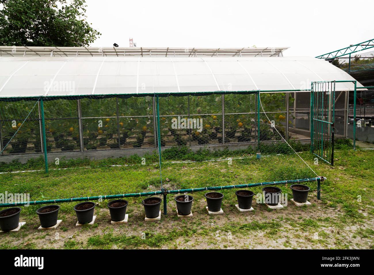Gewächshaus auf Bandos Island auf den Malediven. Obst und Gemüse werden im Rahmen von Nachhaltigkeitsmaßnahmen auf der Insel angebaut. Stockfoto