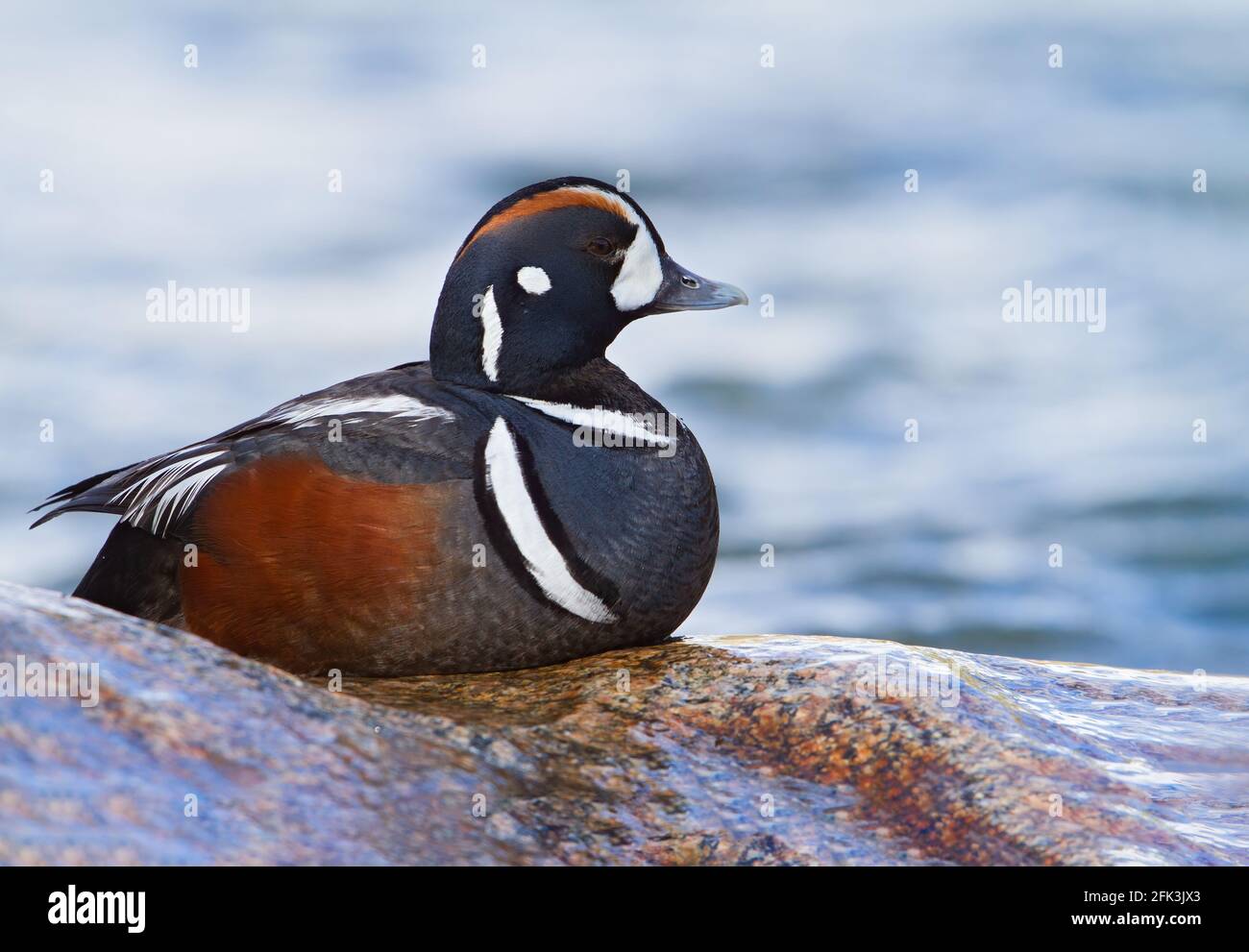 Harlequinente (Histrionicus histrionicus) Erwachsenes Männchen, das auf Felsen in der Nähe des Wassers thront Stockfoto