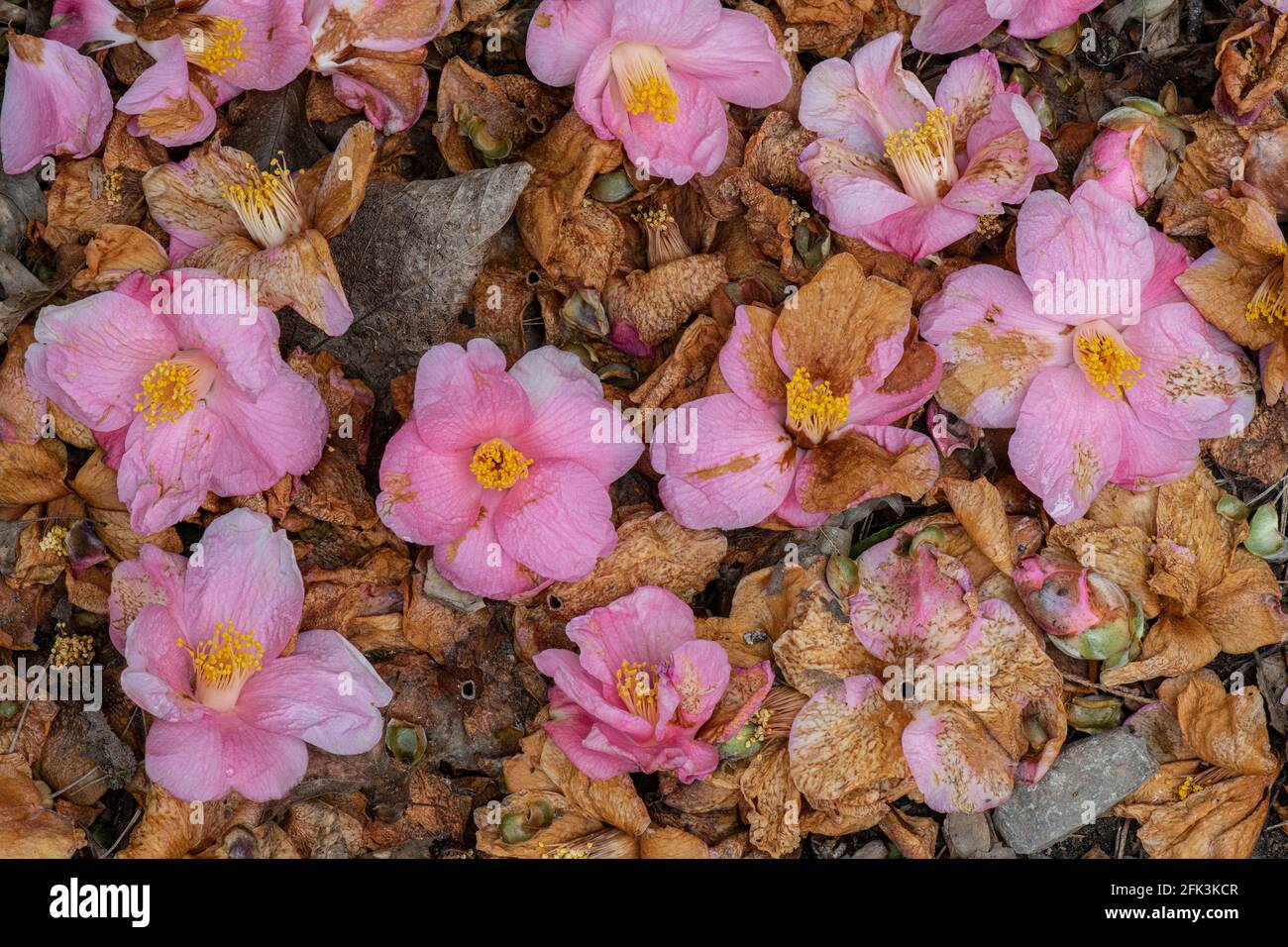 Camellia x williamsii „Coppelia“. Gefallene Blumen auf den Boden Stockfoto