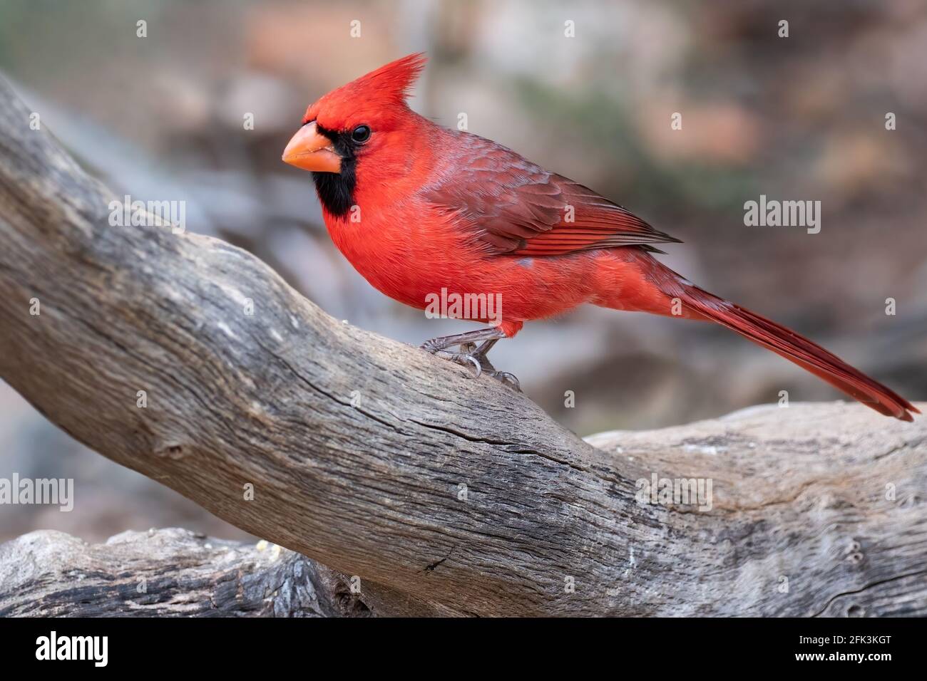 Nördlicher Kardinal (Cardinalis cardinalis) erwachsenes Männchen, das auf einem Ast thront Stockfoto