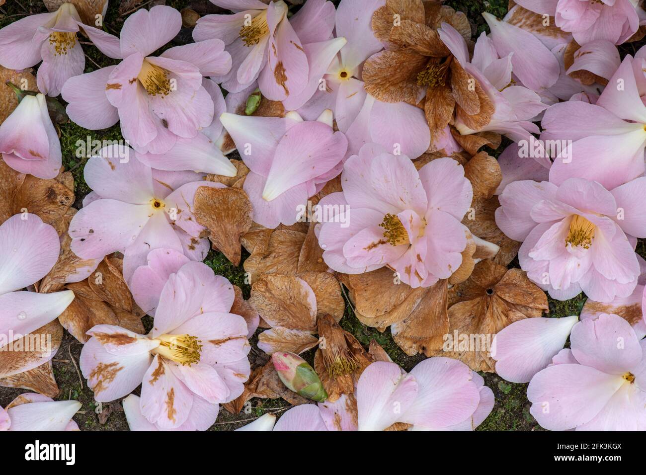 Camellia x williamsii 'Clarrie Fawcett', gefallen, blüht auf dem Boden Stockfoto