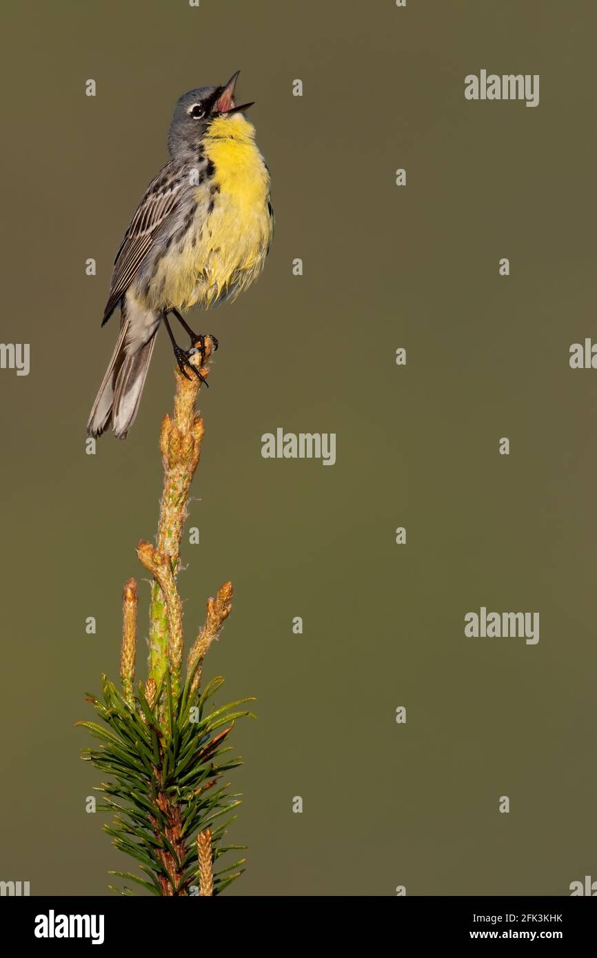 Kirtland-Waldsänger (Setophaga kirtlandii) Erwachsener Mann sitzt auf einem Ast und singt Stockfoto