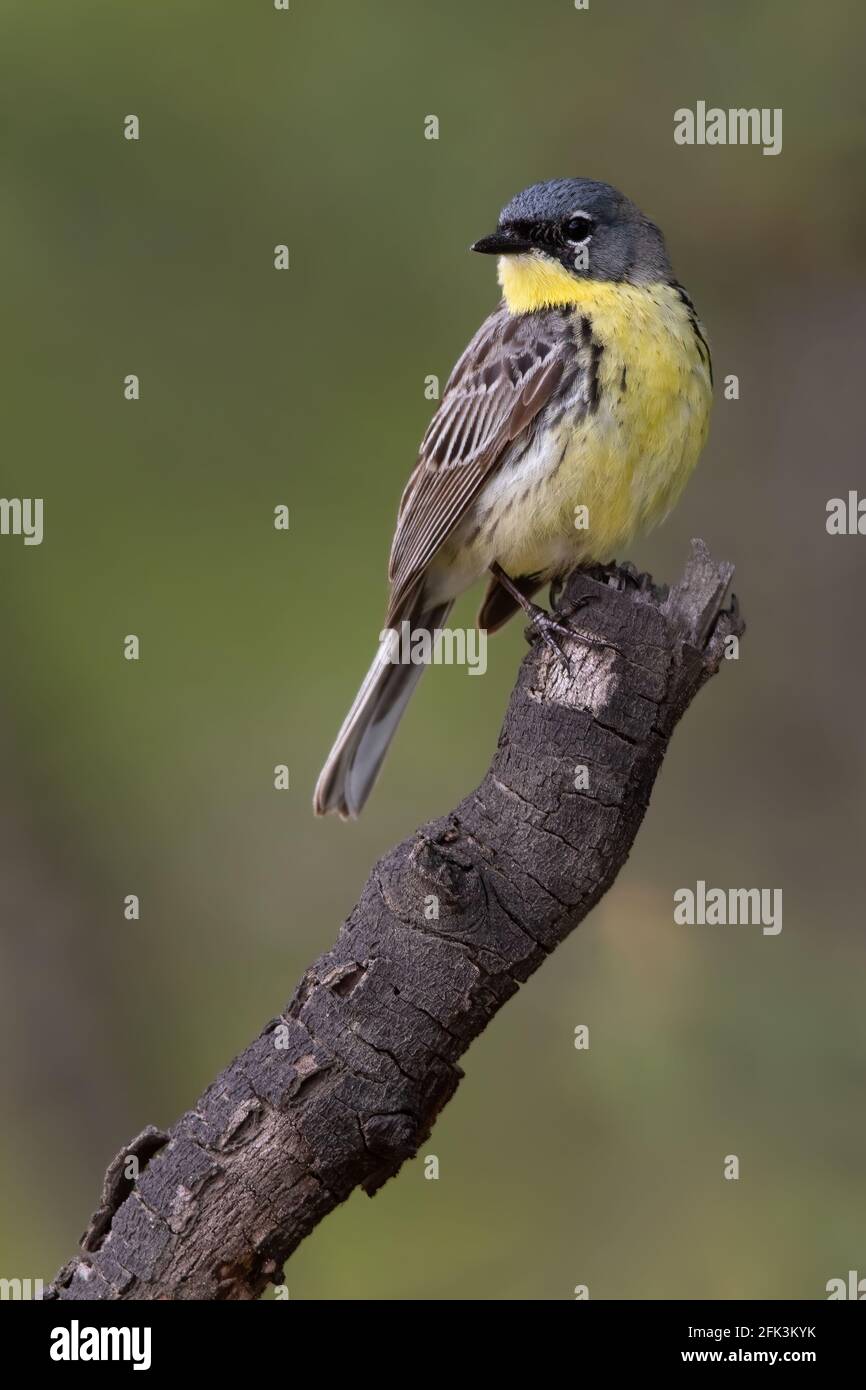 Kirtland-Waldsänger (Setophaga kirtlandii) erwachsenes Männchen, das auf einem Ast thront Stockfoto