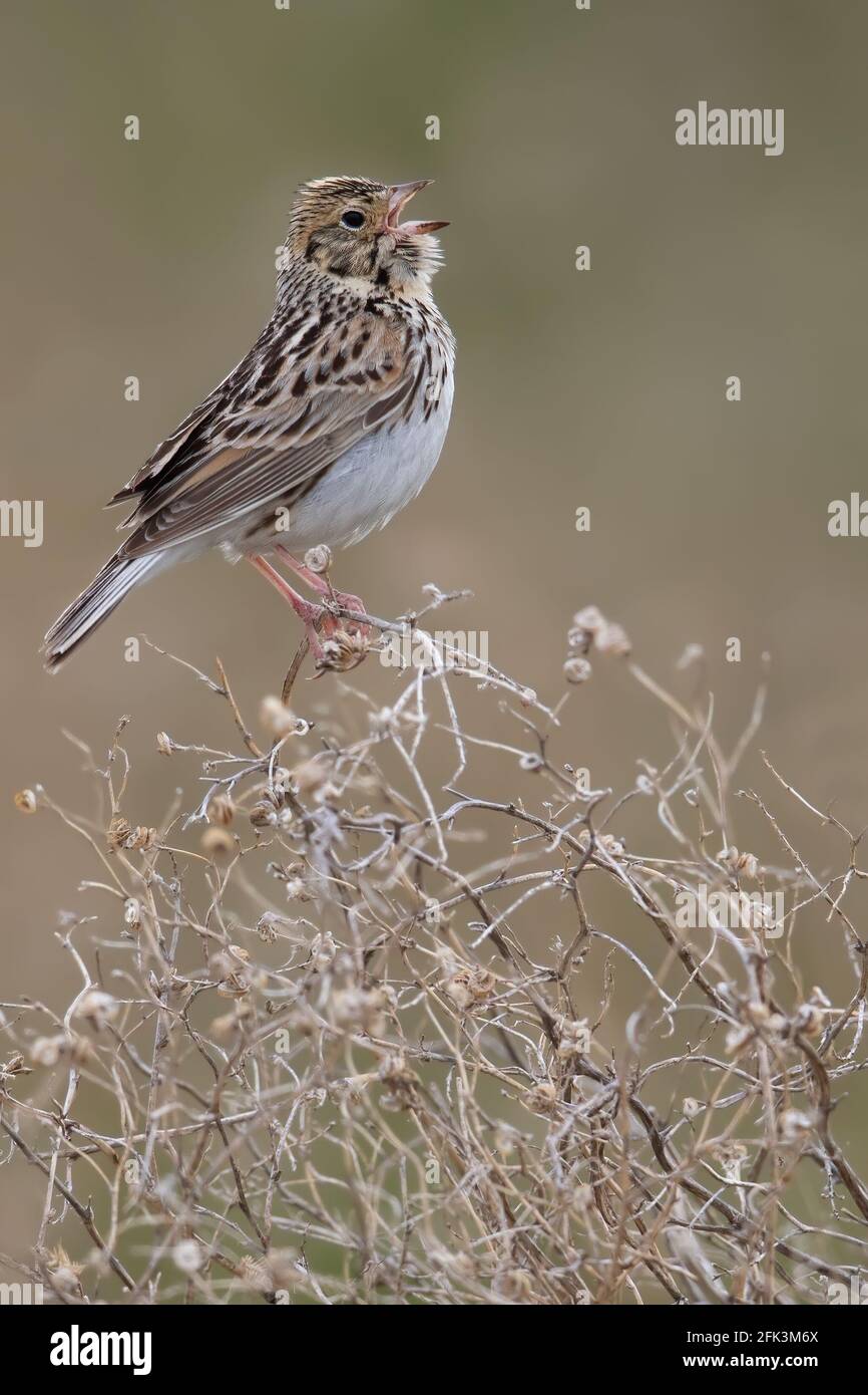 Baird's Sparrow (Ammodramus bairdii) in einem Busch Stockfoto