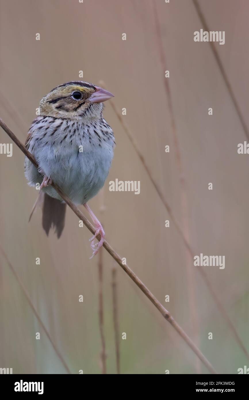 Henslows Sparrow (Centronyx henslowii) thront auf einem Ast Stockfoto
