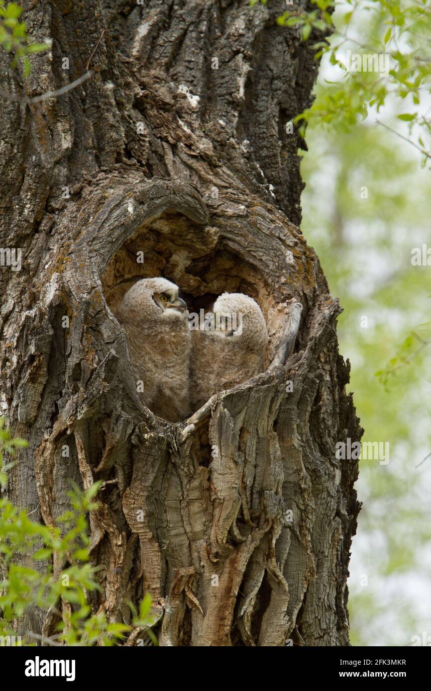 Große gehörnte Eule (Bubo virginianus) Küken in einem Baum Stockfoto