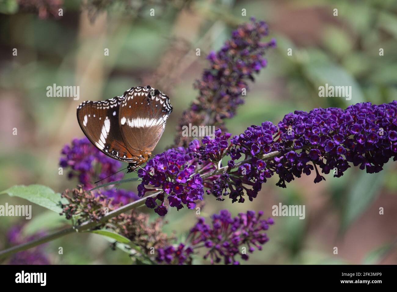 Gemeine Aubergine, Hypolimnas bolina-Schmetterling, Nord-Queensland Australien, blüht im Garten auf purpurnen Buddleia (auch Schmetterlingsbusch genannt) Stockfoto