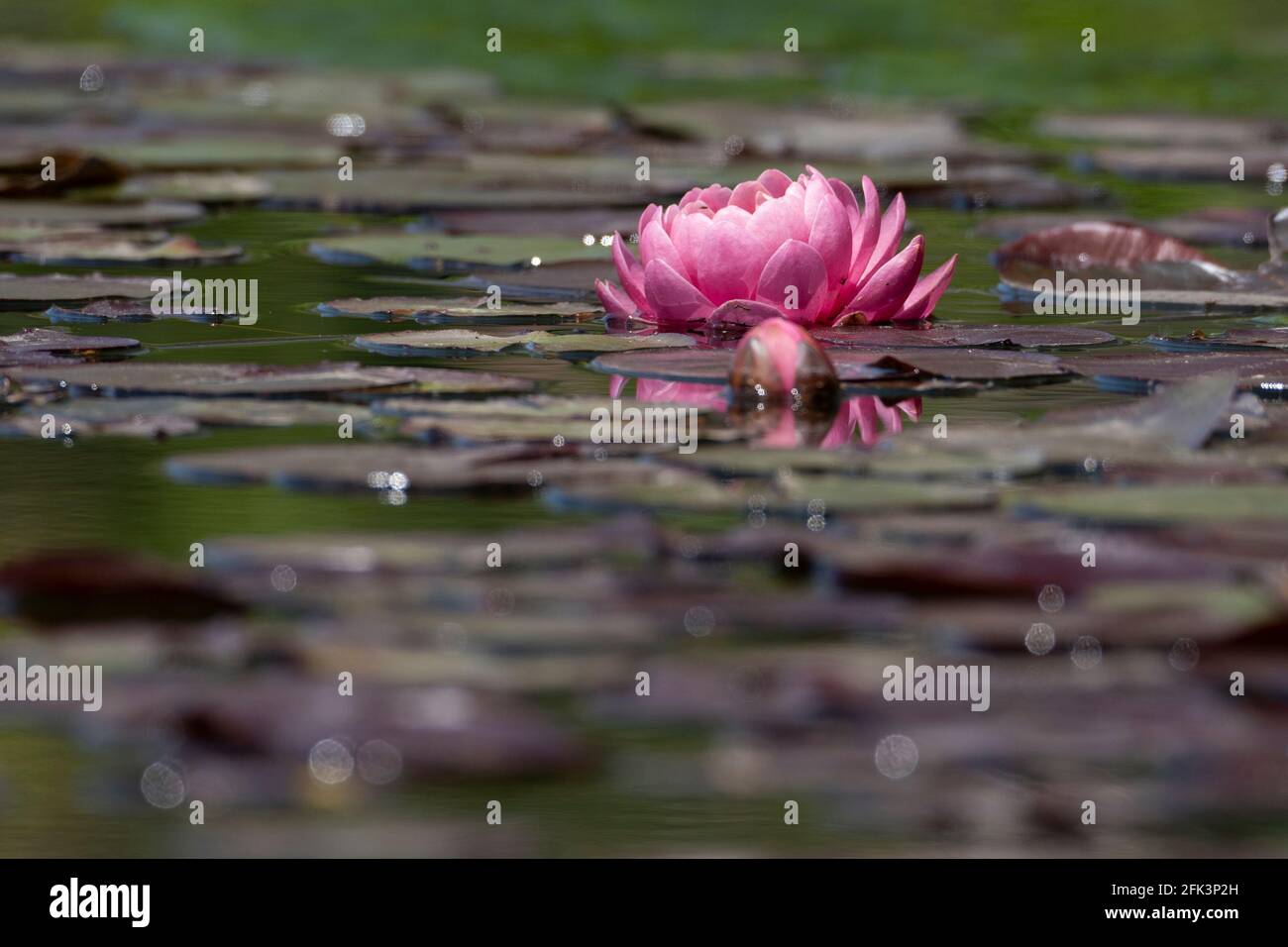 Seerosenblüte am Teich, Kana Garden, Hiratsuka City, Präfektur Kanagawa, Japan Stockfoto