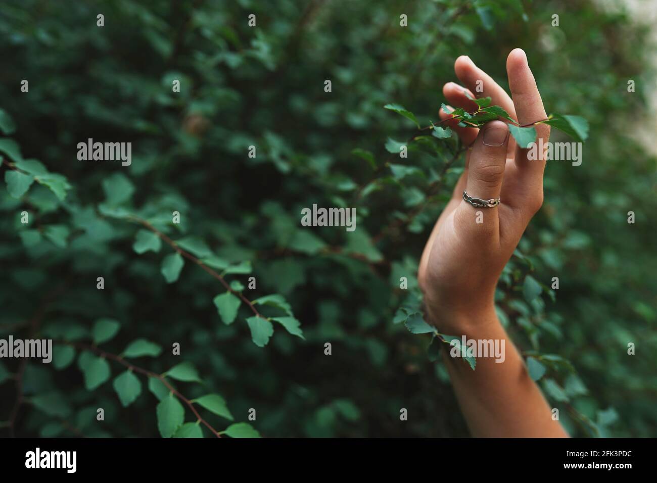 Umgebungskonzept. Hand zwischen grünen Blättern des Baumes . Stockfoto