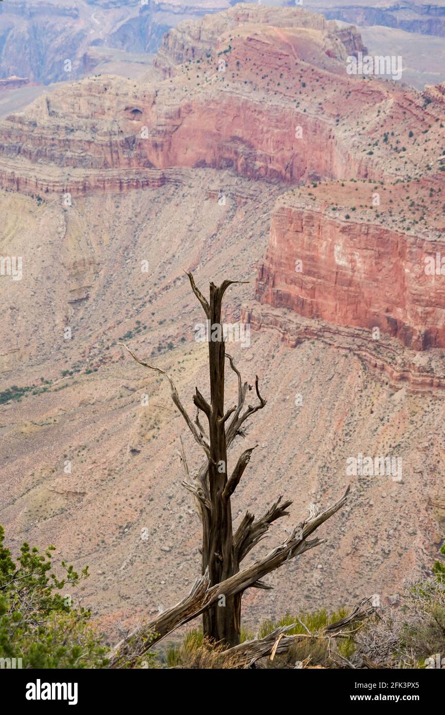 Porträtaufnahme eines alten Baumes vor der Kulisse des Grand Canyon Stockfoto