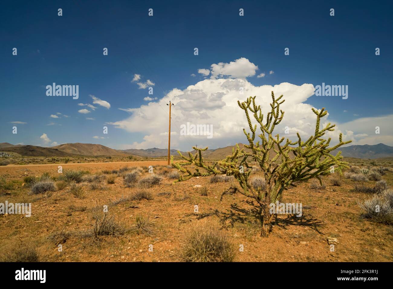 Eine Cholla-Pflanze, die über niedrigen Strauch aufsteigt, bietet den einzigen dürftigen Schatten in der flachen Wüstenregion von Mohave County westlich des Grand Canyon Stockfoto