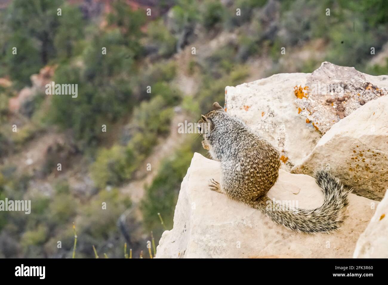 Felshörnchen starrt in den Abgrund am Rand des Grand Canyon Stockfoto