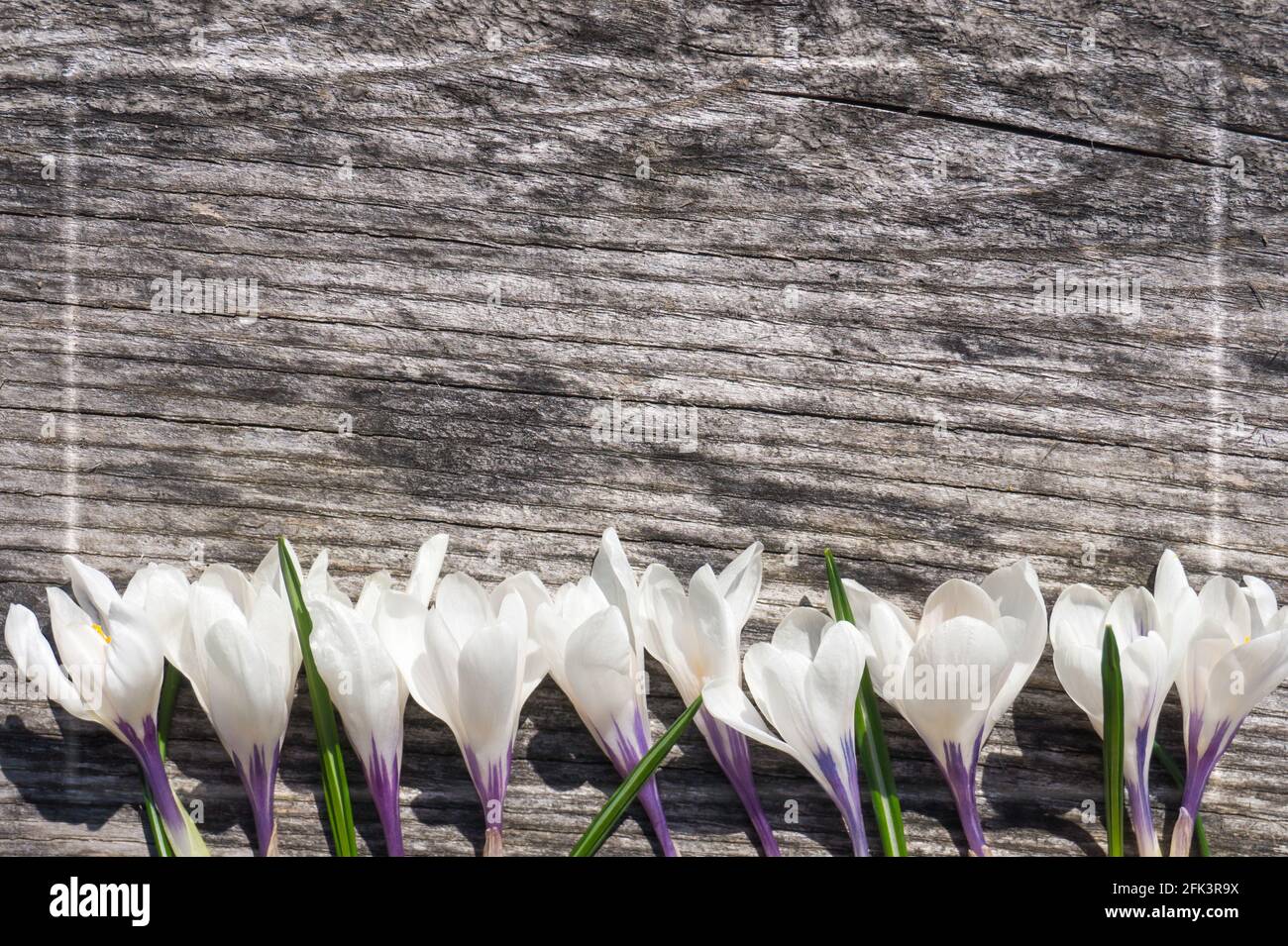Weiße Krokusblüten auf Holzgrund mit Rahmen und Kopierraum. Frühfrühlingsblut, flach liegend, Draufsicht. Alte Holzstruktur Stockfoto