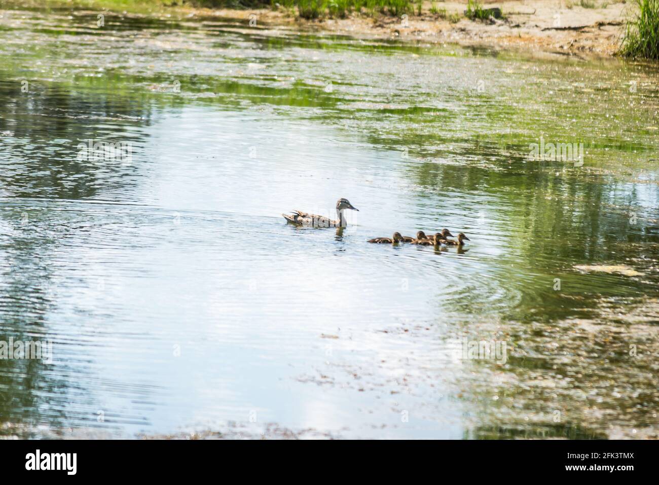 Eine Ente mit jungen Enten schwimmt auf dem Wasser im Nebenfluss der Donau, Novi Sad, Serbien. Stockfoto