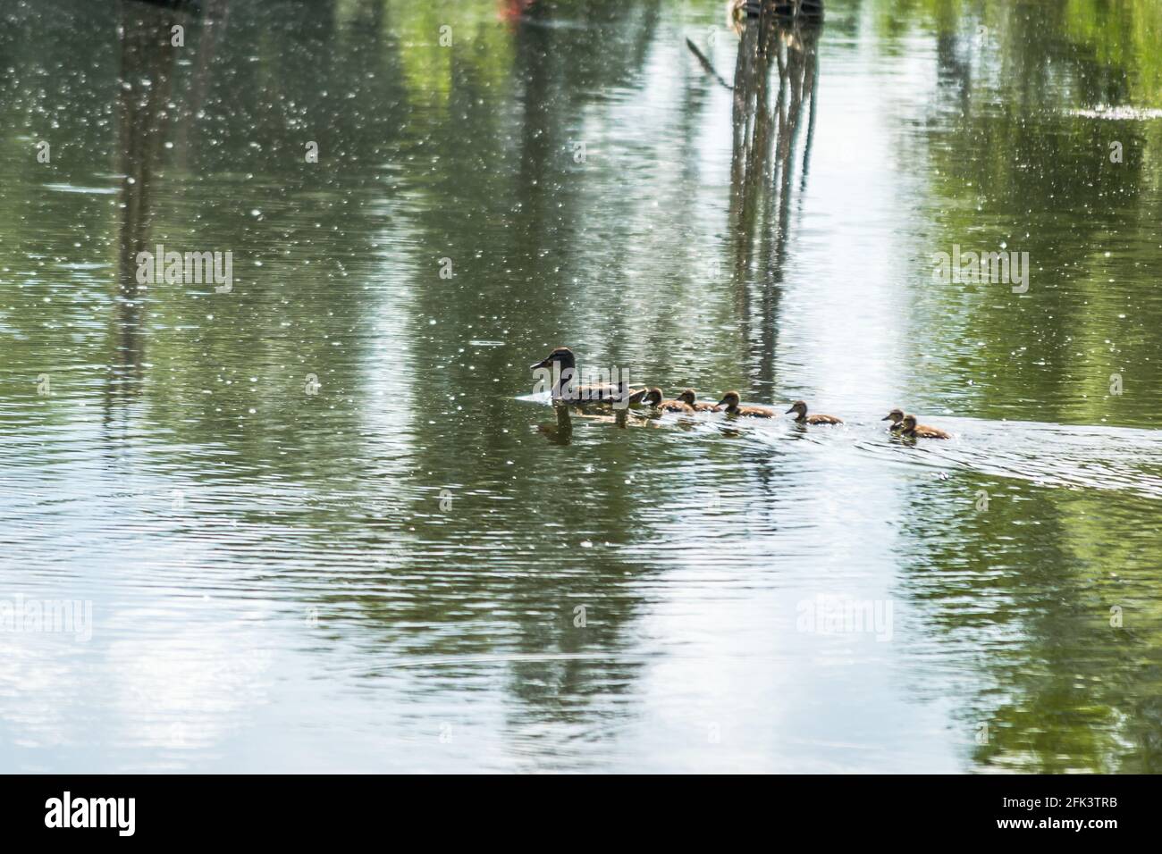 Eine Ente mit jungen Enten schwimmt auf dem Wasser im Nebenfluss der Donau, Novi Sad, Serbien. Stockfoto