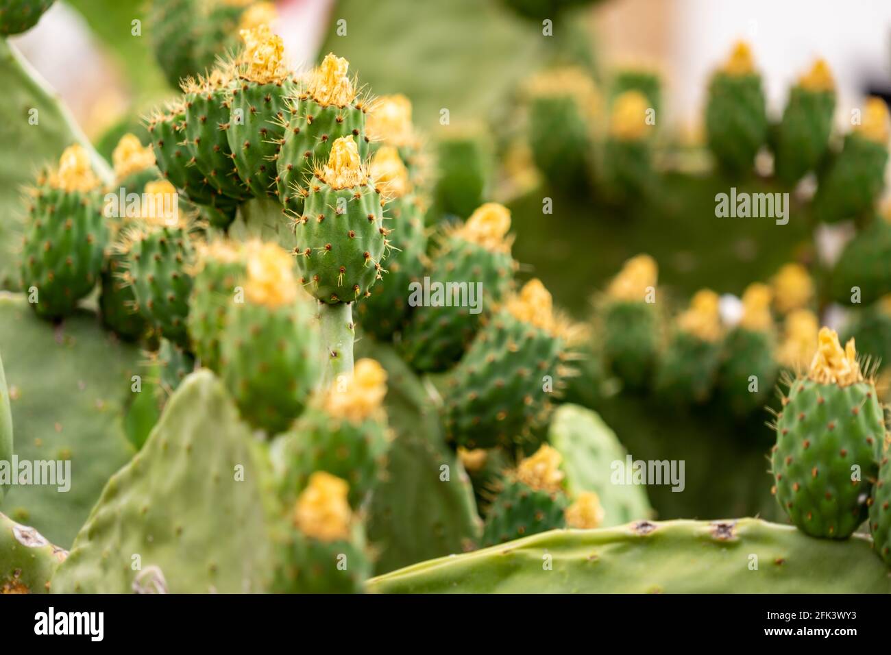 Nahaufnahme der Kaktusfeige mit Früchten Stockfoto