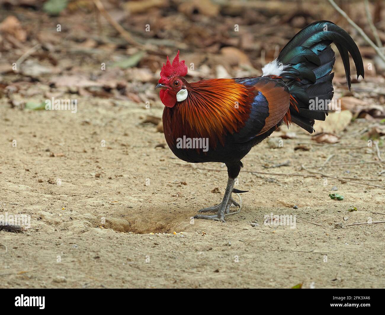 Roter Junglevowl (Gallus gallus gallus) männlich in Vietnam. Stockfoto