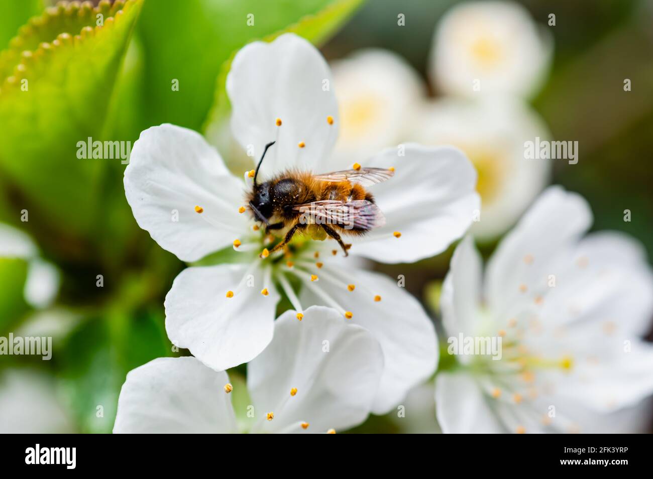 Bild einer Honigbiene, die auf einer weißen Kirschblüte sitzt. Stockfoto