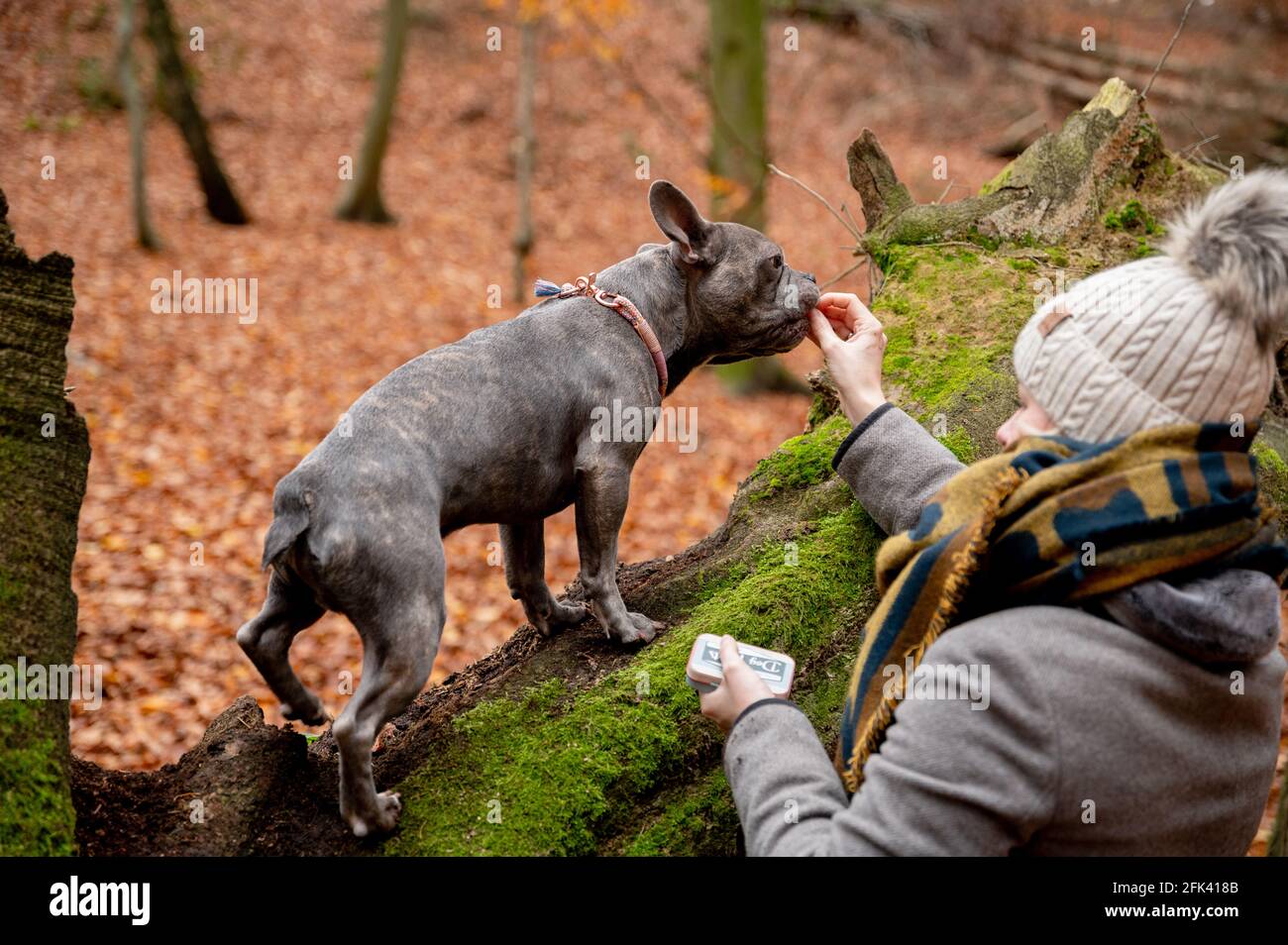 Französische Bulldogge spielt mit ihrem Besitzer auf einem Hundespaziergang Im Wald Stockfoto