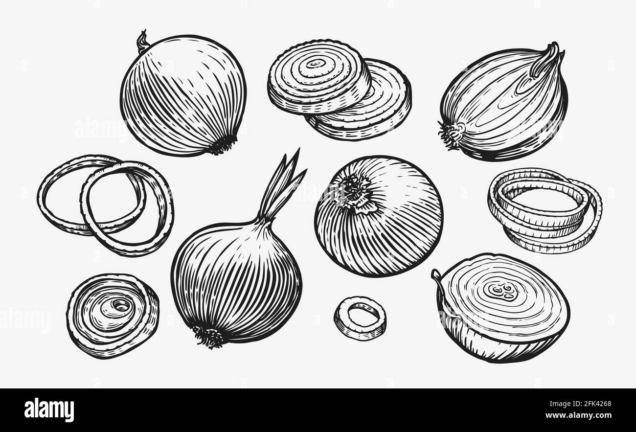 Zwiebelbirne und Ringe. Handgezeichnete Skizzendarstellung für frisches Gemüse Stock Vektor