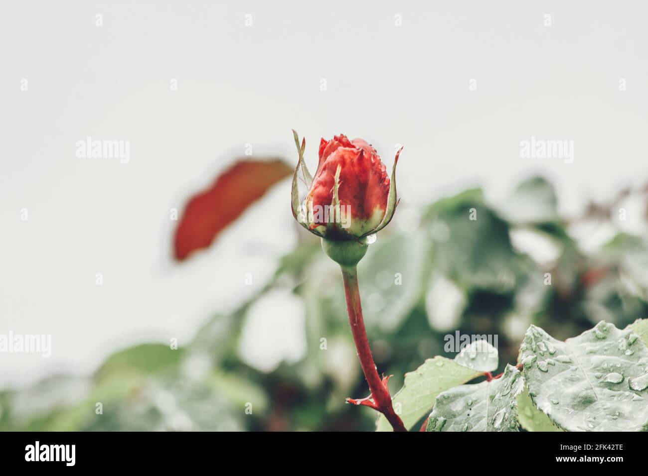 Rote Rosenblüte mit unscharfer Hintergrundfarbe Stockfoto