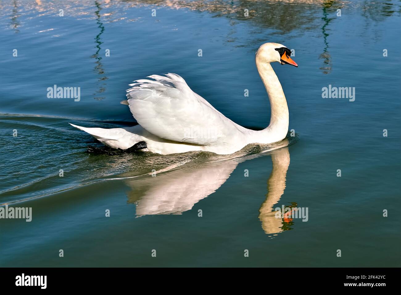 Closeup Höckerschwan (Cygnus Olor) schwimmen auf dem Wasser Stockfoto