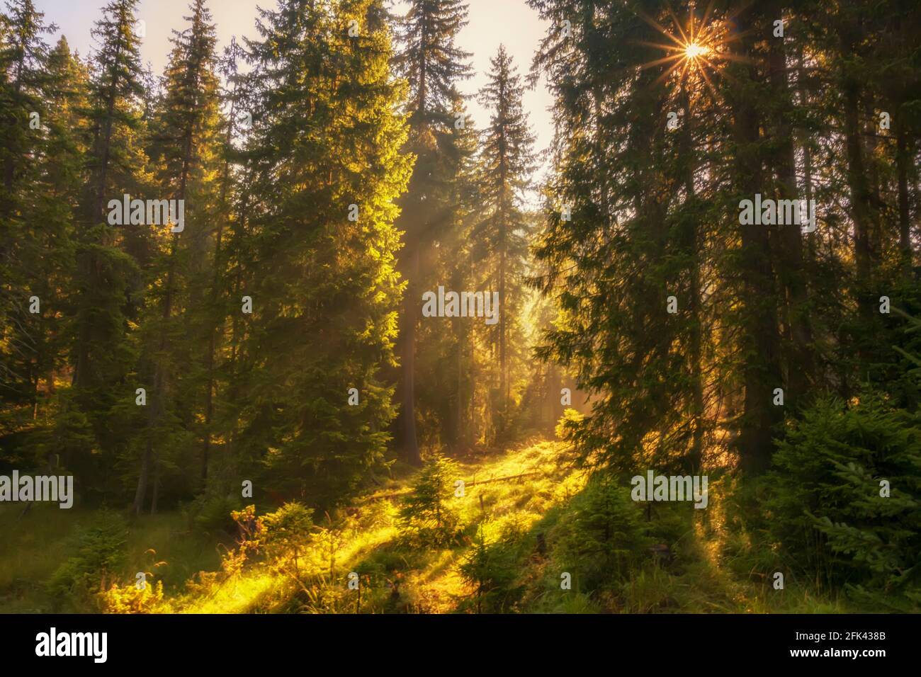 Bäume am Rande eines Sees, die bei Sonnenaufgang durch glühenden Nebel sichtbar sind. Stockfoto