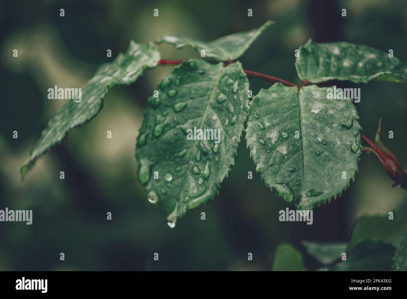 Blätter mit Regenwasser und Kräutern im Hintergrund Stockfoto