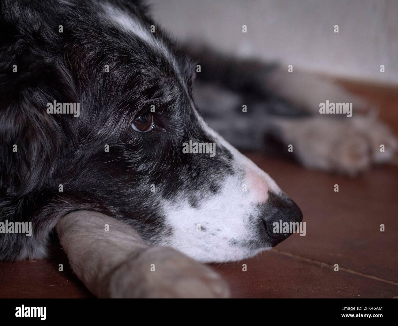 Gelangweilt aussehender Border Collie Hund, der zu Hause ein Nickerchen macht. Stockfoto