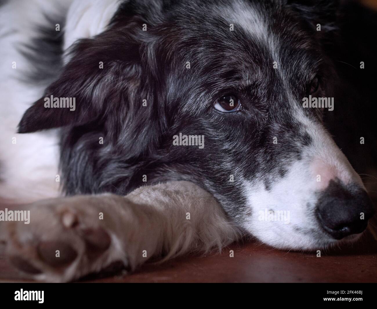 Horizontale Vorderansicht eines gelangweilt aussehenden Border Collie Hundes, der zu Hause ein Nickerchen macht. Stockfoto