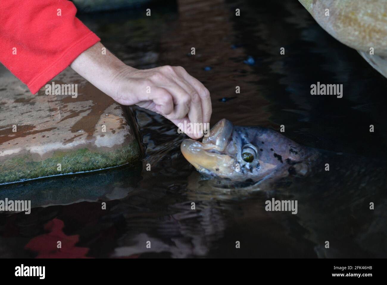 AUROVILLE, INDIEN - Januar 2021: Füttern eines Teichfisches Stockfoto