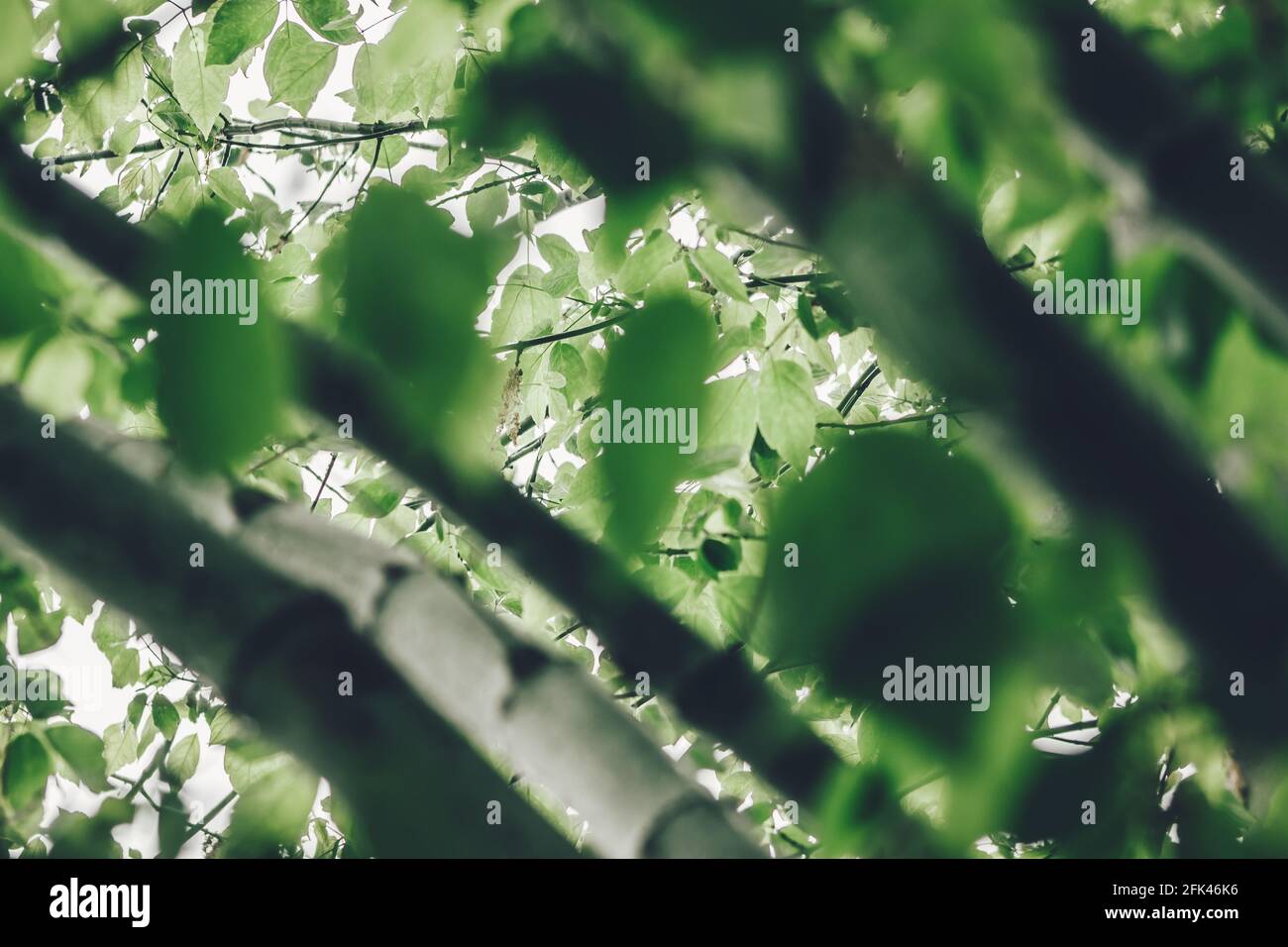 Verschwommene Äste und Blätter im Vordergrund mit fokussierten Hintergrund Eines Baumes im Frühling Stockfoto