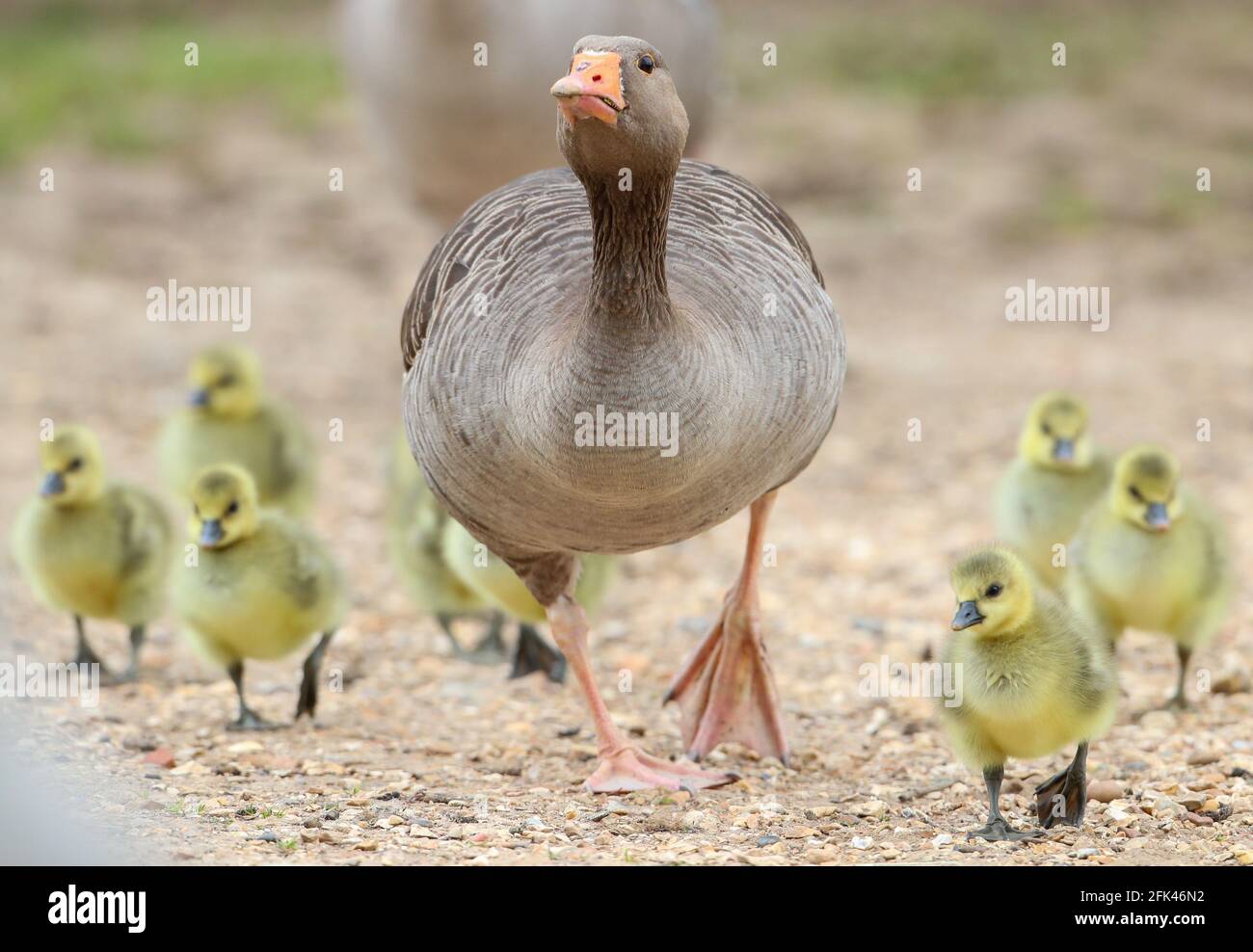 Eastleigh, Hampshire. April 2021. Wetter in Großbritannien. Graugänse und ihre Gänse an einem grauen Nieseltag im Lakeside Country Park in Eastleigh in der Nähe von Southampton, Hampshire. Credit Stuart Martin/Alamy Live News Stockfoto
