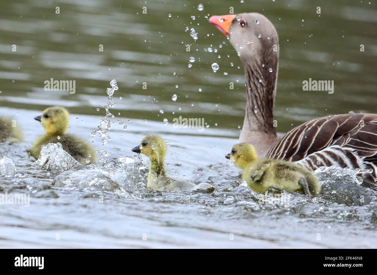 Eastleigh, Hampshire. April 2021. Wetter in Großbritannien. Graugänse und ihre Gänse an einem grauen Nieseltag im Lakeside Country Park in Eastleigh in der Nähe von Southampton, Hampshire. Credit Stuart Martin/Alamy Live News Stockfoto