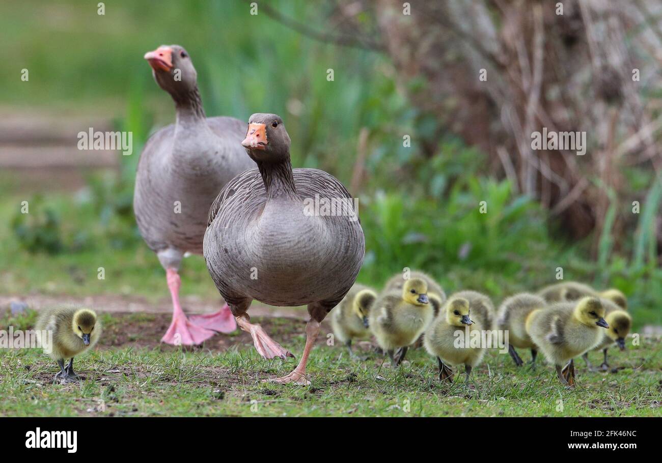 Eastleigh, Hampshire. April 2021. Wetter in Großbritannien. Graugänse und ihre Gänse an einem grauen Nieseltag im Lakeside Country Park in Eastleigh in der Nähe von Southampton, Hampshire. Credit Stuart Martin/Alamy Live News Stockfoto