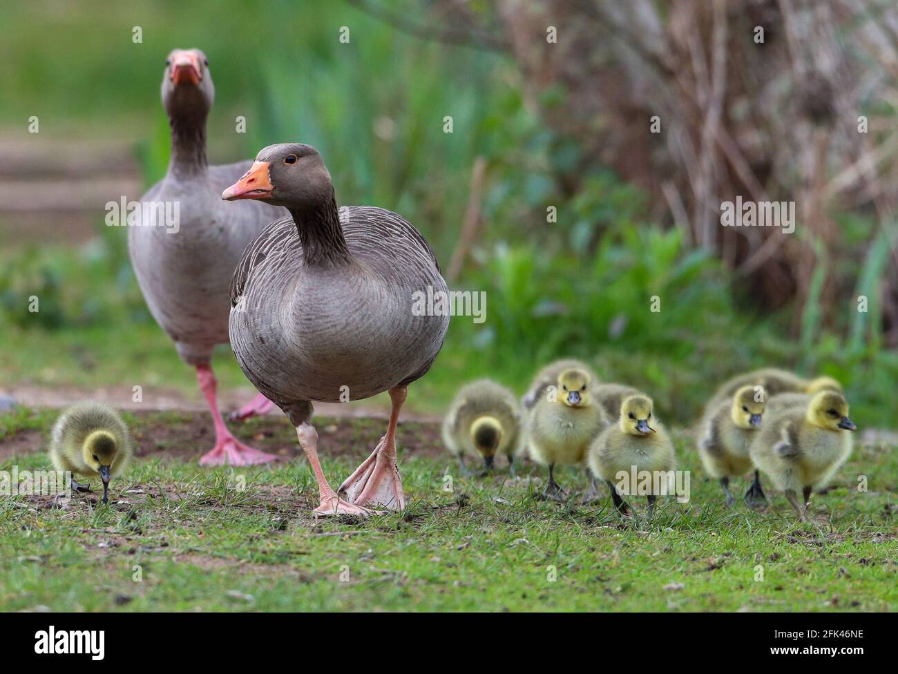 Eastleigh, Hampshire. April 2021. Wetter in Großbritannien. Graugänse und ihre Gänse an einem grauen Nieseltag im Lakeside Country Park in Eastleigh in der Nähe von Southampton, Hampshire. Credit Stuart Martin/Alamy Live News Stockfoto