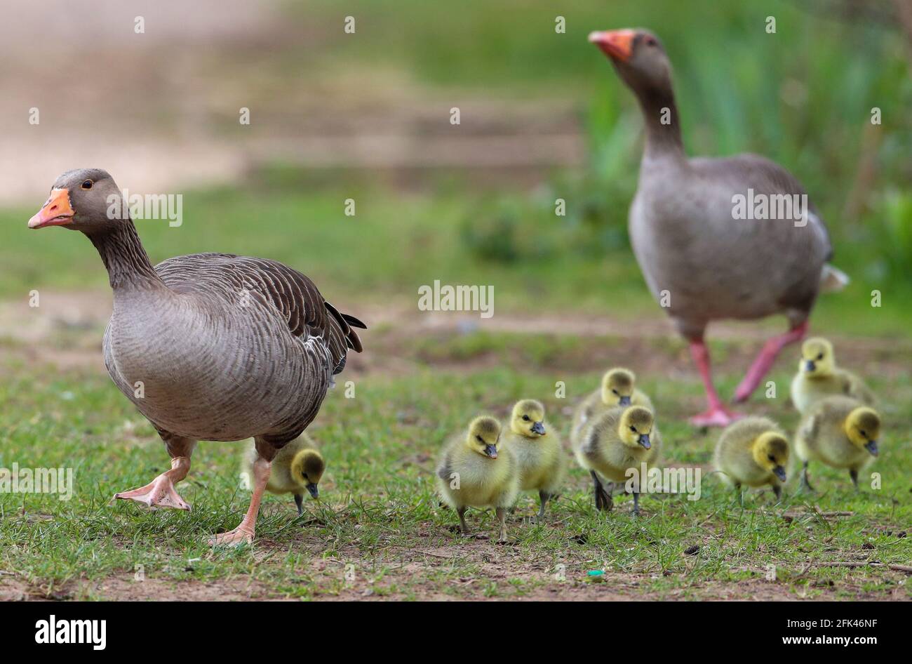 Eastleigh, Hampshire. April 2021. Wetter in Großbritannien. Graugänse und ihre Gänse an einem grauen Nieseltag im Lakeside Country Park in Eastleigh in der Nähe von Southampton, Hampshire. Credit Stuart Martin/Alamy Live News Stockfoto