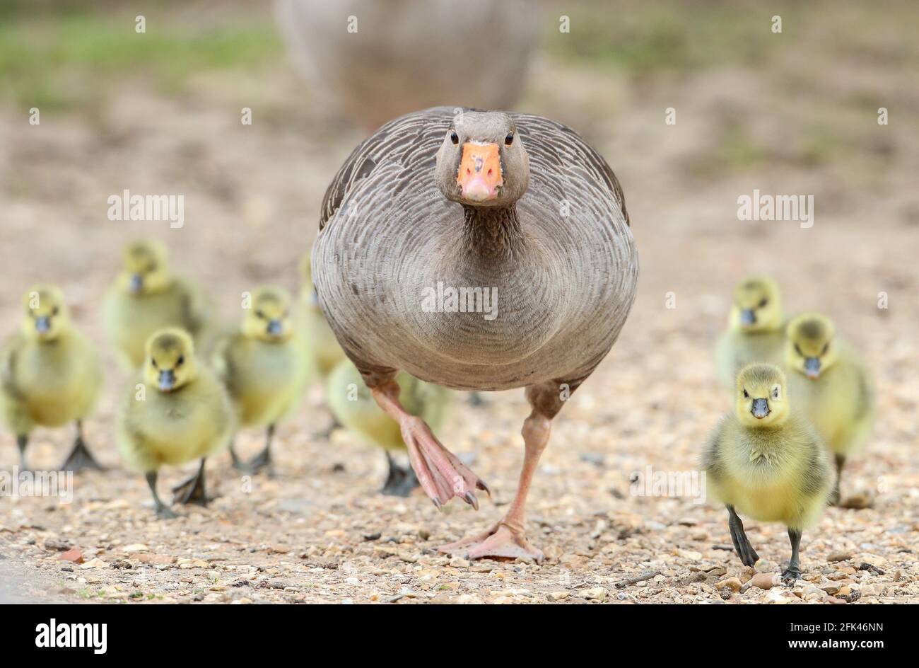 Eastleigh, Hampshire. April 2021. Wetter in Großbritannien. Graugänse und ihre Gänse an einem grauen Nieseltag im Lakeside Country Park in Eastleigh in der Nähe von Southampton, Hampshire. Credit Stuart Martin/Alamy Live News Stockfoto