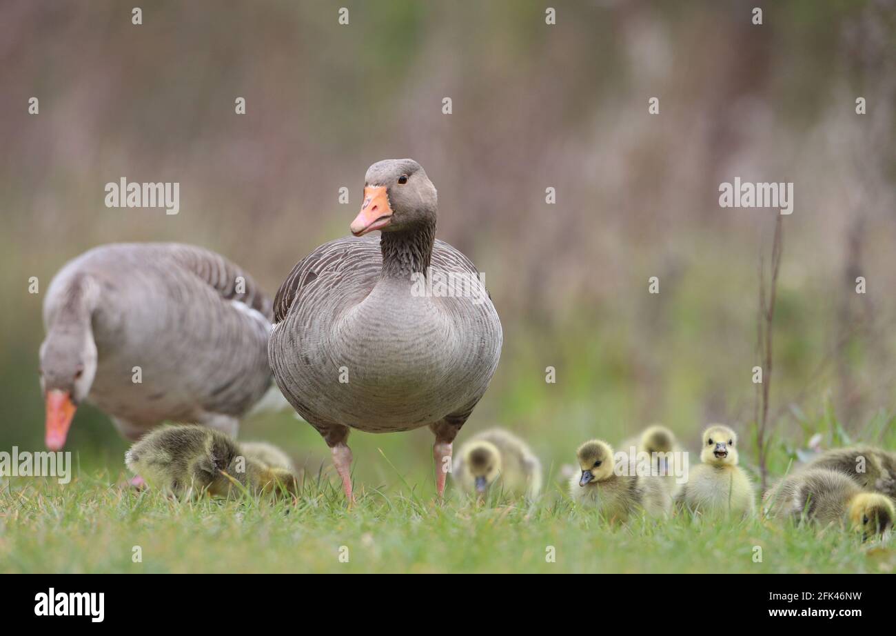 Eastleigh, Hampshire. April 2021. Wetter in Großbritannien. Graugänse und ihre Gänse an einem grauen Nieseltag im Lakeside Country Park in Eastleigh in der Nähe von Southampton, Hampshire. Credit Stuart Martin/Alamy Live News Stockfoto