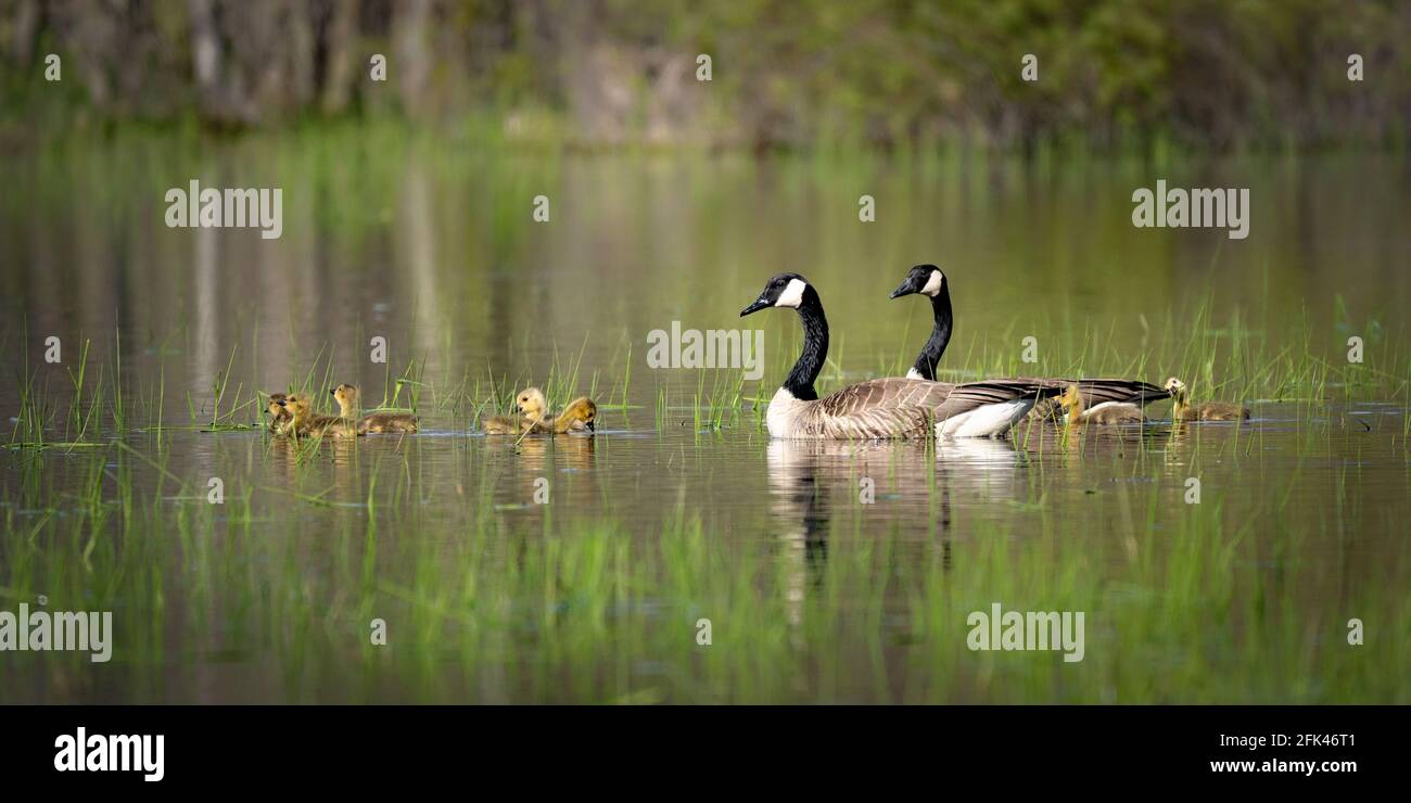 Eine Gänse und Gander nehmen ihre Gänsehaut auf und schwimmen abends im Sumpf auf unserem Grundstück im ländlichen Door County WI. Stockfoto