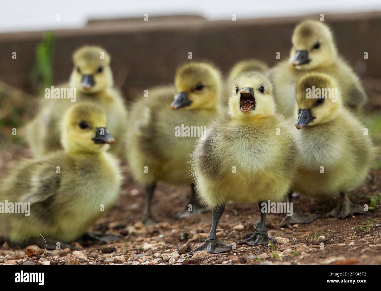 Eastleigh, Hampshire. April 2021. Wetter in Großbritannien. Graugänse und ihre Gänse an einem grauen Nieseltag im Lakeside Country Park in Eastleigh in der Nähe von Southampton, Hampshire. Credit Stuart Martin/Alamy Live News Stockfoto