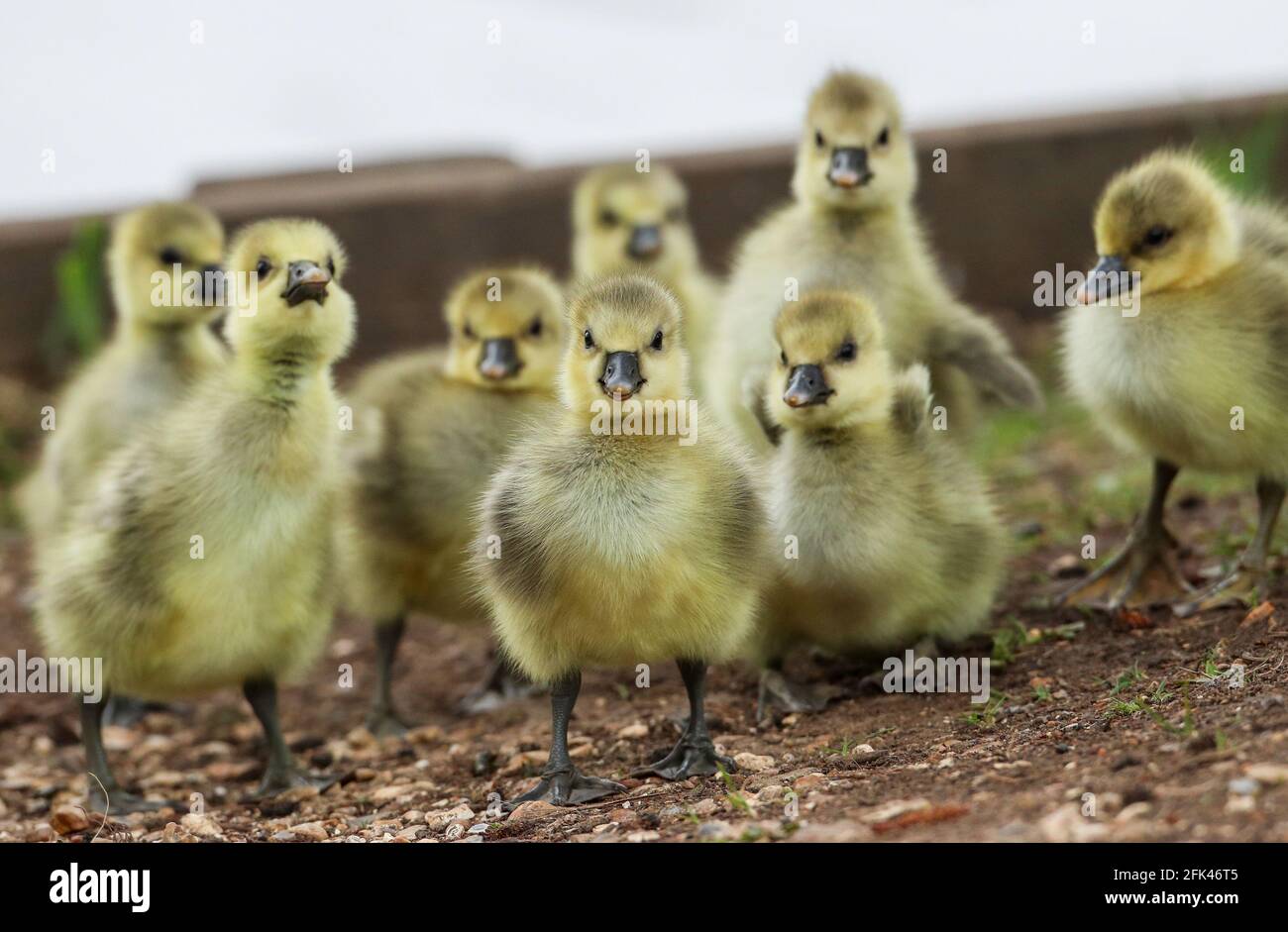 Eastleigh, Hampshire. April 2021. Wetter in Großbritannien. Graugänse und ihre Gänse an einem grauen Nieseltag im Lakeside Country Park in Eastleigh in der Nähe von Southampton, Hampshire. Credit Stuart Martin/Alamy Live News Stockfoto